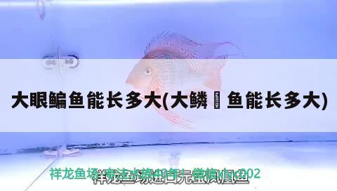 大眼鳊魚(yú)能長(zhǎng)多大(大鱗鲃魚(yú)能長(zhǎng)多大) 養(yǎng)魚(yú)知識(shí)