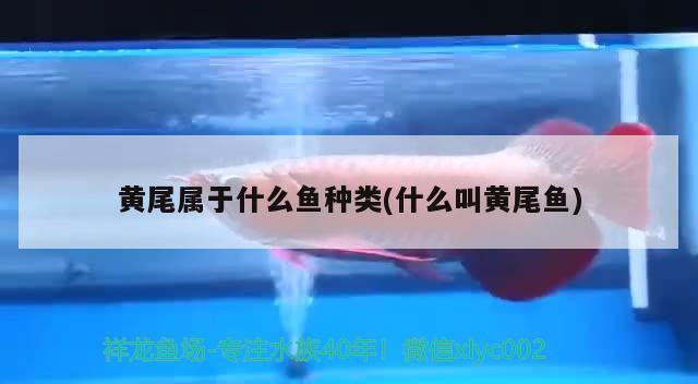 黃尾屬于什么魚(yú)種類(lèi)(什么叫黃尾魚(yú)) 觀賞魚(yú)市場(chǎng)（混養(yǎng)魚(yú)）