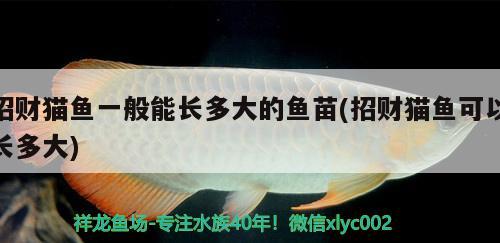 招財貓魚一般能長多大的魚苗(招財貓魚可以長多大) 赤荔鳳冠魚