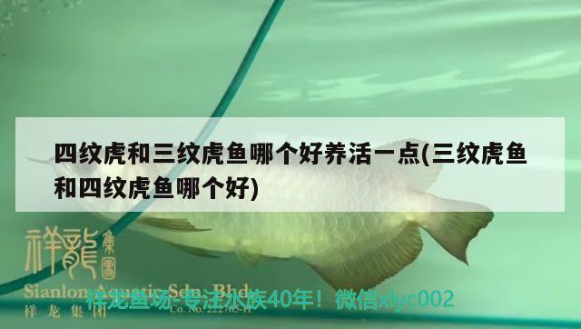 四紋虎和三紋虎魚哪個(gè)好養(yǎng)活一點(diǎn)(三紋虎魚和四紋虎魚哪個(gè)好) 虎魚百科