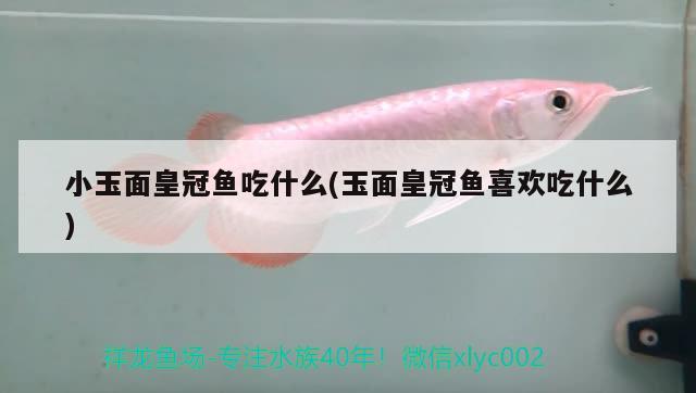 小玉面皇冠魚吃什么(玉面皇冠魚喜歡吃什么) 豬鼻龜