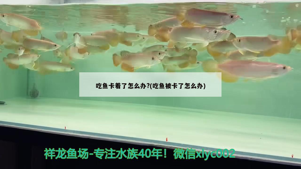 吃魚卡著了怎么辦？(吃魚被卡了怎么辦)