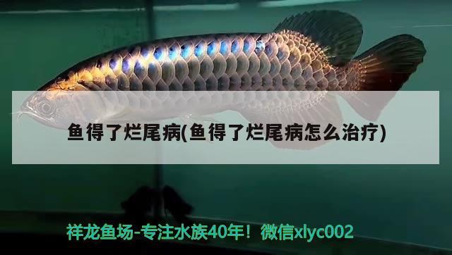 魚得了爛尾病(魚得了爛尾病怎么治療) 水族品牌