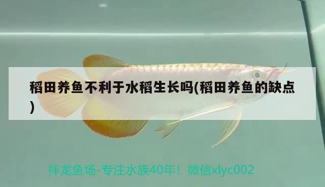 稻田養(yǎng)魚不利于水稻生長(zhǎng)嗎(稻田養(yǎng)魚的缺點(diǎn)) 白化巴西龜（白巴）