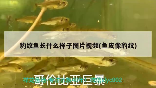 豹紋魚長(zhǎng)什么樣子圖片視頻(魚皮像豹紋) 白化火箭魚