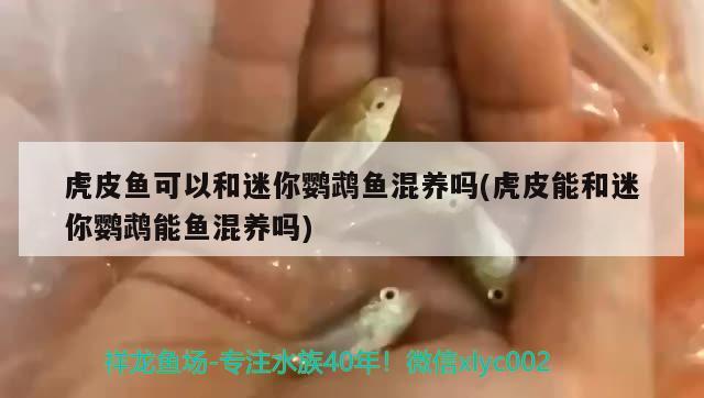 虎皮魚(yú)可以和迷你鸚鵡魚(yú)混養(yǎng)嗎(虎皮能和迷你鸚鵡能魚(yú)混養(yǎng)嗎)