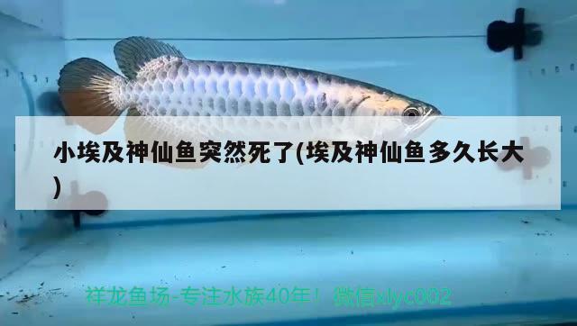 小埃及神仙魚突然死了(埃及神仙魚多久長(zhǎng)大) 埃及神仙魚