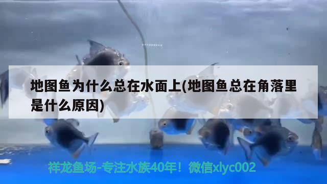 地圖魚為什么總在水面上(地圖魚總在角落里是什么原因) 廣州水族器材濾材批發(fā)市場