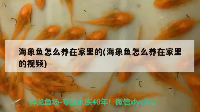 海象魚怎么養(yǎng)在家里的(海象魚怎么養(yǎng)在家里的視頻) 海象魚