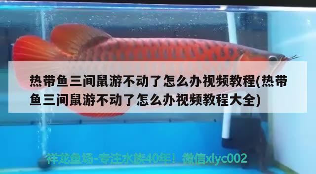 熱帶魚三間鼠游不動了怎么辦視頻教程(熱帶魚三間鼠游不動了怎么辦視頻教程大全) 巴西亞魚