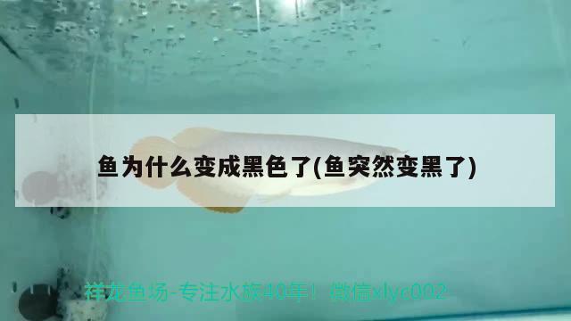 魚為什么變成黑色了(魚突然變黑了) 泰國虎魚（泰虎）