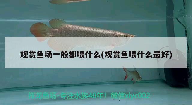 觀賞魚場一般都喂什么(觀賞魚喂什么最好)