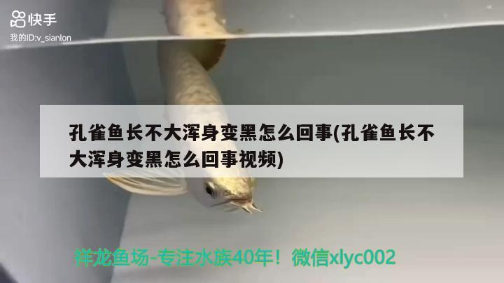 孔雀魚長不大渾身變黑怎么回事(孔雀魚長不大渾身變黑怎么回事視頻)