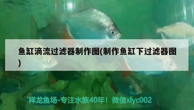 魚缸滴流過濾器制作圖(制作魚缸下過濾器圖) 紅眼黃化幽靈火箭魚|皇家火箭魚