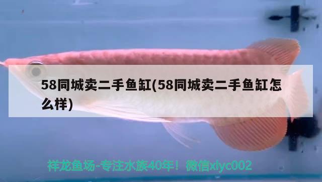 58同城賣二手魚缸(58同城賣二手魚缸怎么樣) 廣州祥龍國際水族貿(mào)易