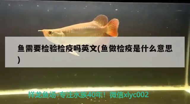 魚需要檢驗檢疫嗎英文(魚做檢疫是什么意思) 斑馬狗頭魚