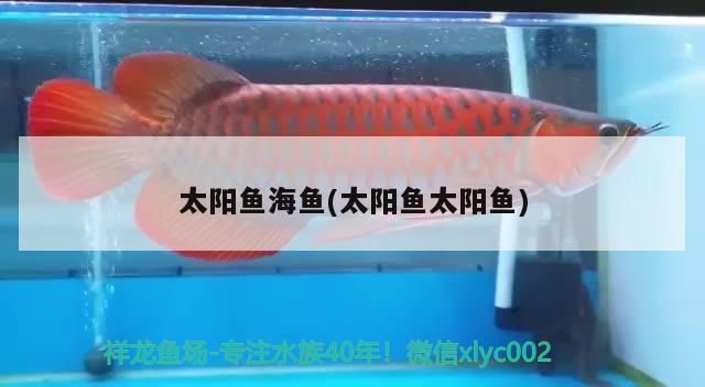 太陽魚海魚(太陽魚太陽魚) 帝王三間魚