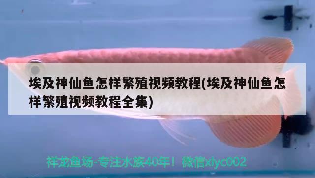 埃及神仙魚怎樣繁殖視頻教程(埃及神仙魚怎樣繁殖視頻教程全集) 埃及神仙魚