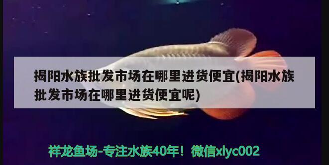 揭陽水族批發(fā)市場在哪里進(jìn)貨便宜(揭陽水族批發(fā)市場在哪里進(jìn)貨便宜呢) 觀賞魚水族批發(fā)市場