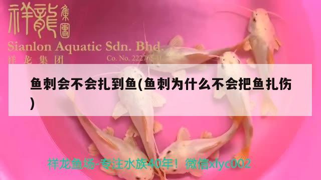 魚(yú)刺會(huì)不會(huì)扎到魚(yú)(魚(yú)刺為什么不會(huì)把魚(yú)扎傷) 豹紋夫魚(yú)苗