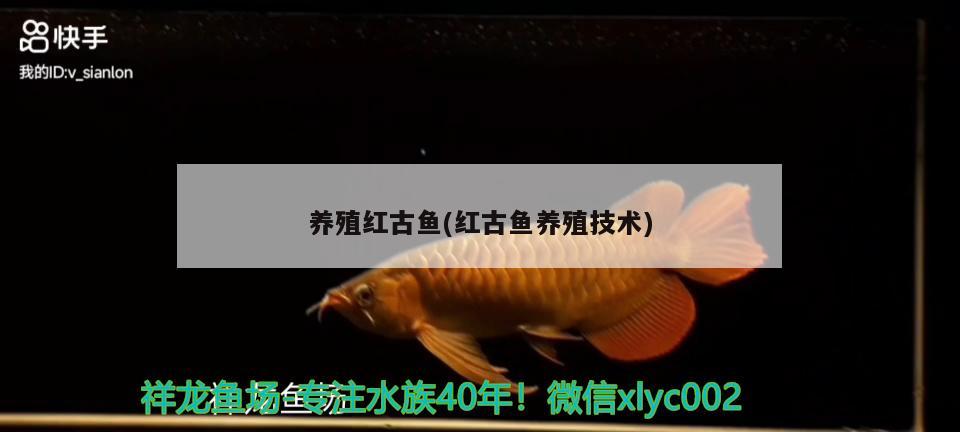 養(yǎng)殖紅古魚(紅古魚養(yǎng)殖技術(shù)) 麥肯斯銀版魚