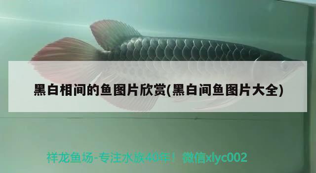 黑白相間的魚圖片欣賞(黑白間魚圖片大全) 鴨嘴鯊魚