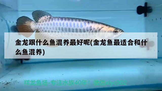 金龍跟什么魚混養(yǎng)最好呢(金龍魚最適合和什么魚混養(yǎng)) 觀賞魚市場