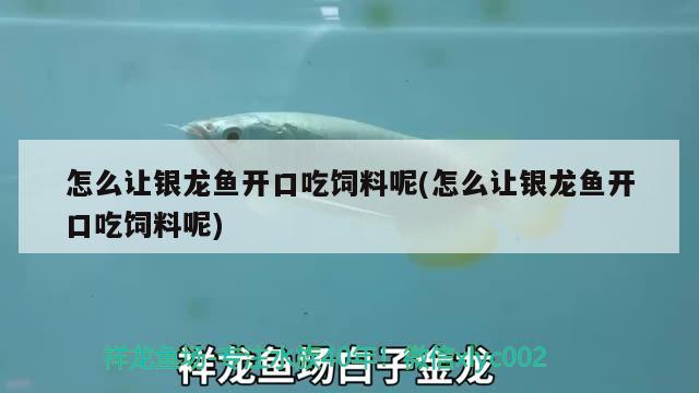 怎么讓銀龍魚開口吃飼料呢(怎么讓銀龍魚開口吃飼料呢) 銀龍魚