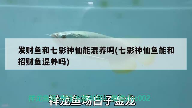 發(fā)財魚和七彩神仙能混養(yǎng)嗎(七彩神仙魚能和招財魚混養(yǎng)嗎)