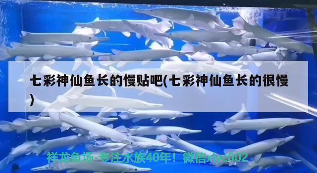 七彩神仙魚長(zhǎng)的慢貼吧(七彩神仙魚長(zhǎng)的很慢) 七彩神仙魚