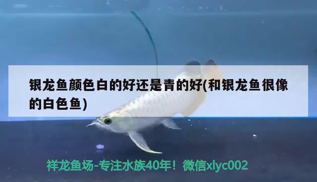 銀龍魚顏色白的好還是青的好(和銀龍魚很像的白色魚)