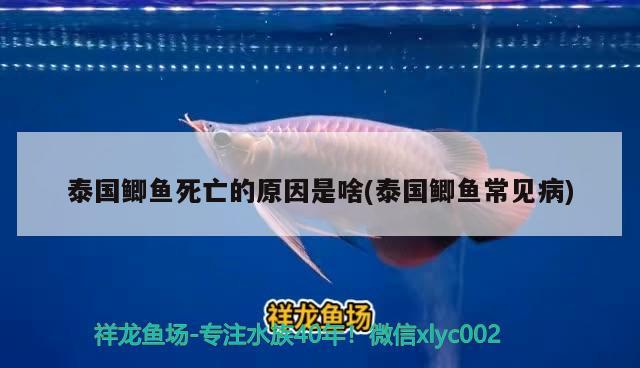 泰國(guó)鯽魚死亡的原因是啥(泰國(guó)鯽魚常見(jiàn)病) 圖騰金龍魚