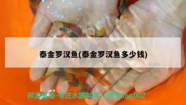 泰金羅漢魚(泰金羅漢魚多少錢) 羅漢魚