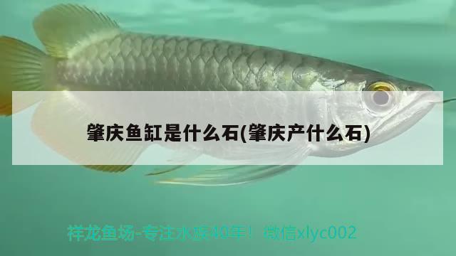 肇慶魚缸是什么石(肇慶產(chǎn)什么石)