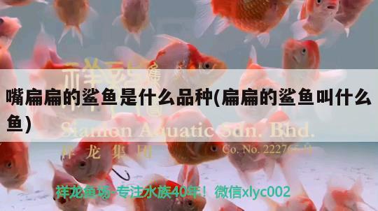 嘴扁扁的鯊魚是什么品種(扁扁的鯊魚叫什么魚) 虎魚魚苗