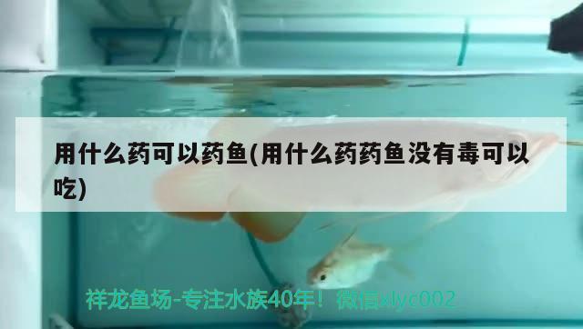 用什么藥可以藥魚(用什么藥藥魚沒有毒可以吃) 白子關(guān)刀魚