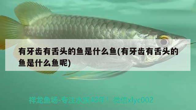 有牙齒有舌頭的魚(yú)是什么魚(yú)(有牙齒有舌頭的魚(yú)是什么魚(yú)呢)