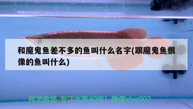 和魔鬼魚差不多的魚叫什么名字(跟魔鬼魚很像的魚叫什么)