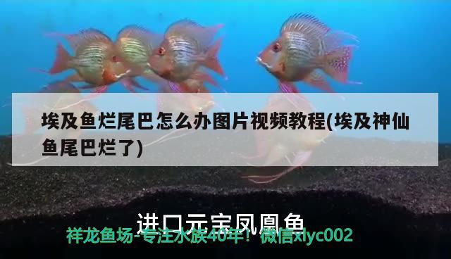 埃及魚爛尾巴怎么辦圖片視頻教程(埃及神仙魚尾巴爛了) 埃及神仙魚