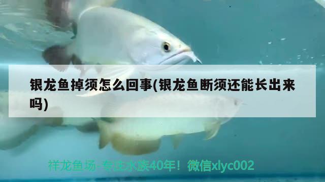 銀龍魚掉須怎么回事(銀龍魚斷須還能長出來嗎) 銀龍魚