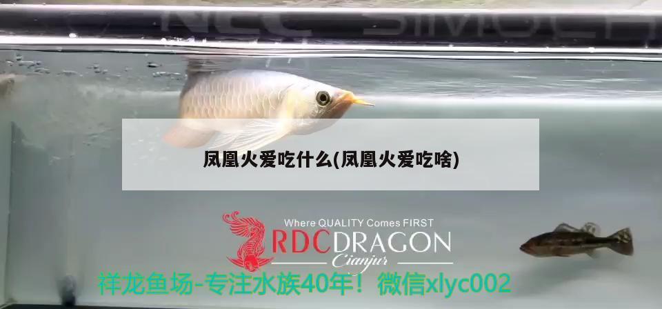 鳳凰火愛(ài)吃什么(鳳凰火愛(ài)吃啥) 魚(yú)缸清潔用具