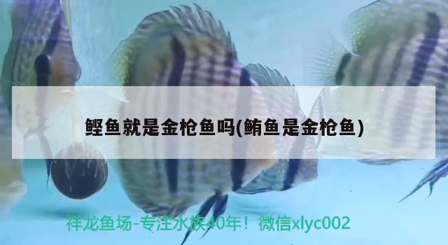 鰹魚就是金槍魚嗎(鮪魚是金槍魚) 雙線側魚