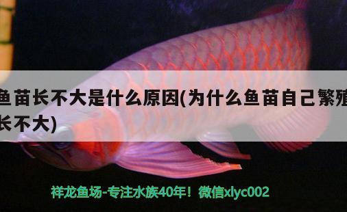 魚苗長不大是什么原因(為什么魚苗自己繁殖長不大)