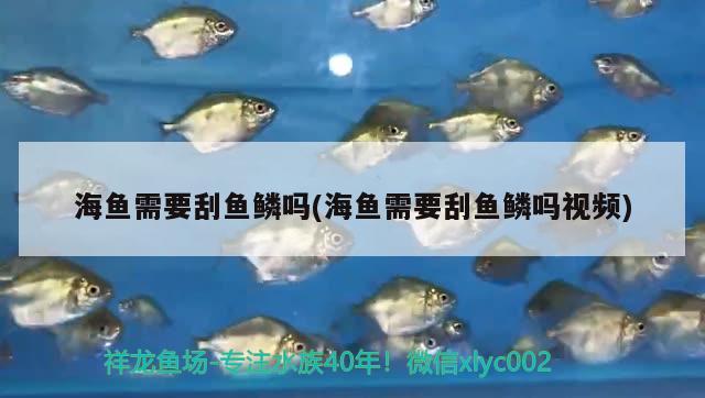 海魚需要刮魚鱗嗎(海魚需要刮魚鱗嗎視頻) 銀古魚苗