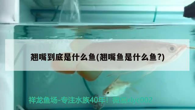 翹嘴到底是什么魚(翹嘴魚是什么魚？) 委內(nèi)瑞拉奧里諾三間魚