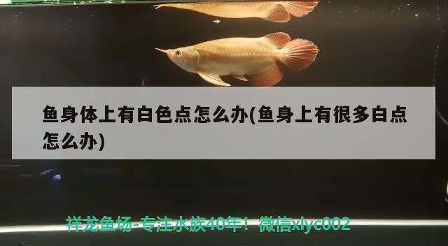 魚身體上有白色點(diǎn)怎么辦(魚身上有很多白點(diǎn)怎么辦) 白化巴西龜（白巴）