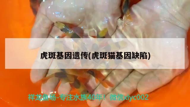 虎斑基因遺傳(虎斑貓基因缺陷) 帝王三間魚