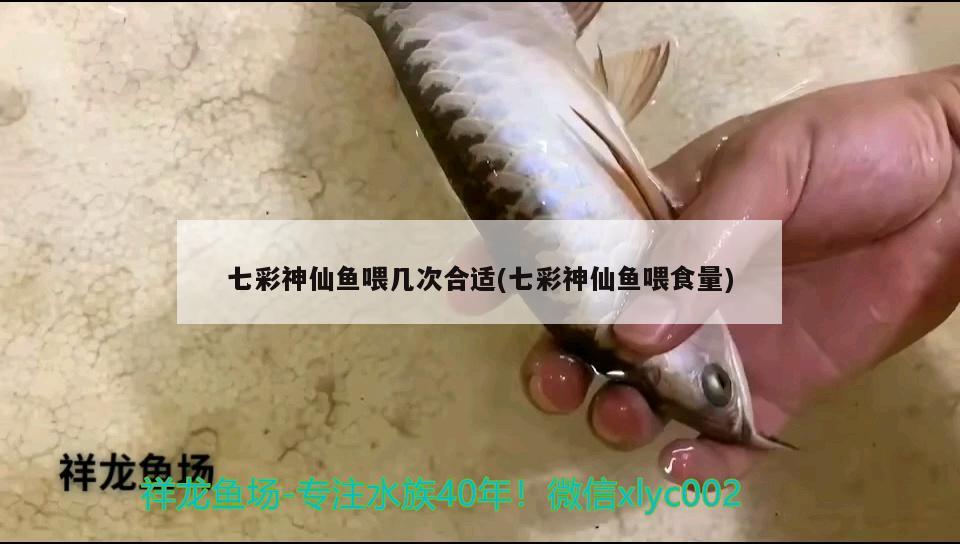 七彩神仙魚(yú)喂幾次合適(七彩神仙魚(yú)喂食量) 七彩神仙魚(yú)