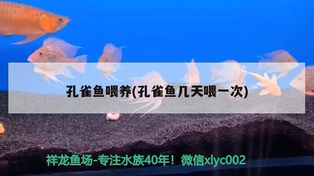 孔雀魚喂養(yǎng)(孔雀魚幾天喂一次)