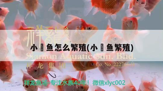 小鳈魚怎么繁殖(小鲃魚繁殖) 青龍魚